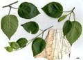 SpeciesSub: subsp. jacquemontii 'Doorenbos' SpeciesSub: subsp. jacquemontii 'Doorenbos'